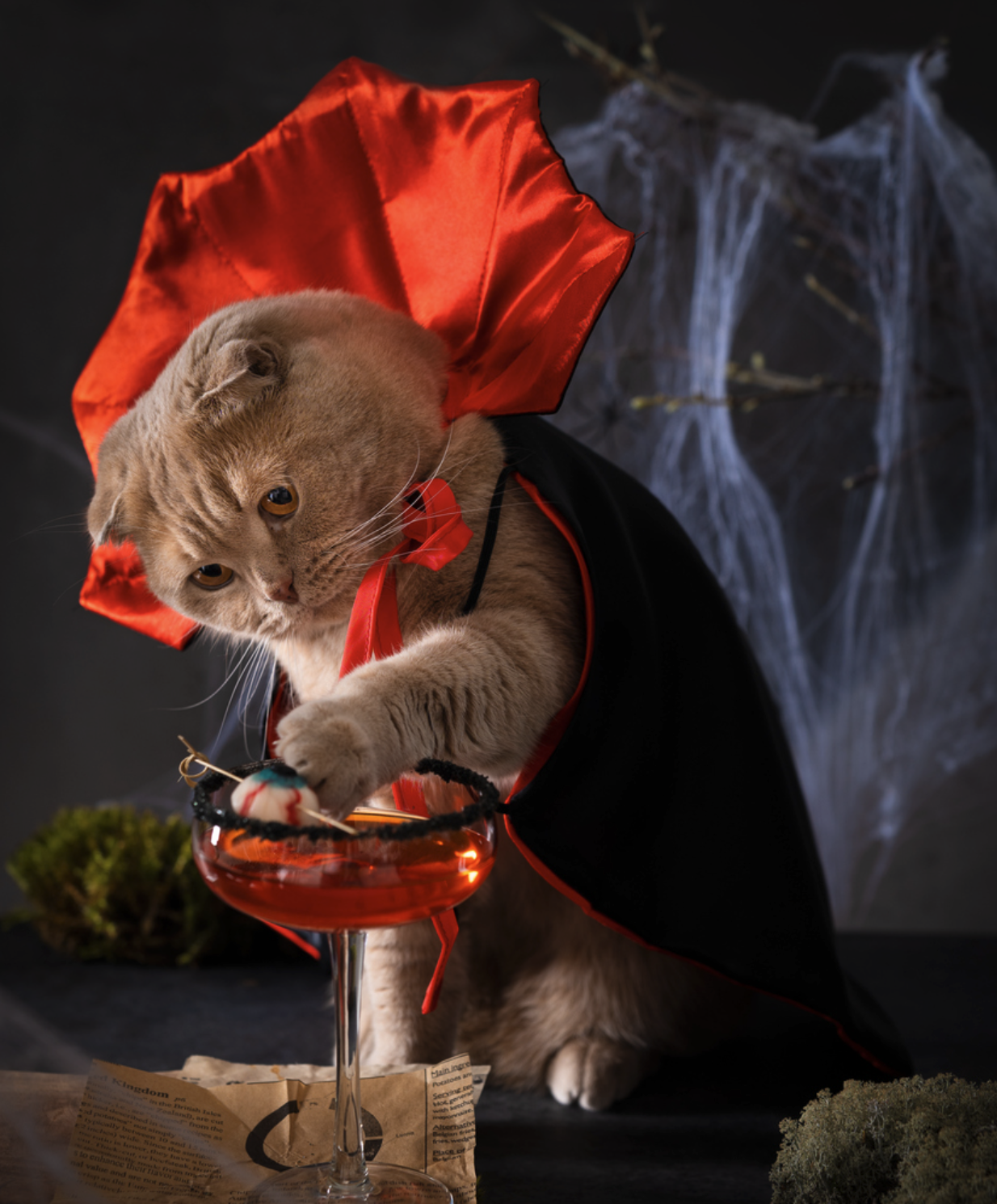 cat with a vampire cape on